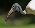 Ibis à tête noire