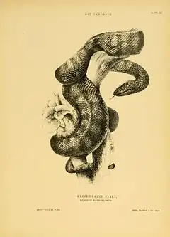 Description de l'image Black-headed snake by Harriet Scott.jpg.