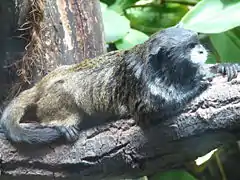 Description de l'image Black-mantled-Tamarin-ZOO-Jihlava.jpg.