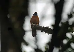 Description de l'image Black-mantled Goshawk, Ambua Lodge, PNG (6089917878).jpg.