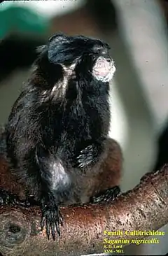 Description de l'image Black-mantled Tamarin.jpg.