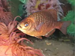 Description de l'image Black-surfperch.jpg.