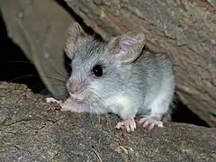 Description de l'image Black-tailed Tree Rat (Thallomys nigricauda) juvenile (7024276597).jpg.