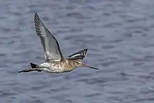 Une barge à queue noire en vol au-dessus de l'eau, ailes vers le haut.