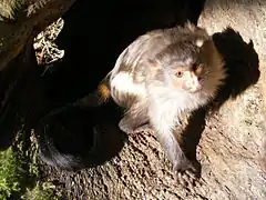 Description de l'image Black-tailed marmoset.JPG.