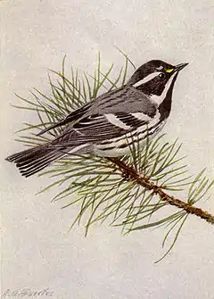 Description de l'image Black-throated Gray Warbler NGM-v31-p316-C.jpg.