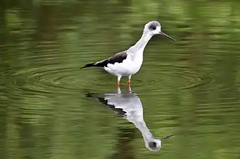 Une échasse blanche qui prend un bain de pieds aux Philippines.