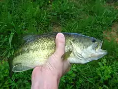 Achigan à grande bouche