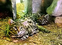 Un Chat à pieds noirs adulte et un chaton au zoo de Cleveland.