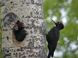 Pic noir (Dryocopus martius, Aves, Picidae) au nid