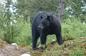 L'ours noir.