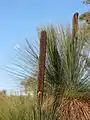 troncs de Xanthorrhoea