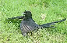 Vue rapprochée d'un Drongo royal au sol, ailes écartées.