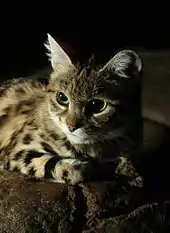 Portrait d'un Chat à pieds noirs au zoo de Cincinnati.