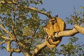 Singes hurleurs noirs, assis sur une branche, queue préhensile enroulée.