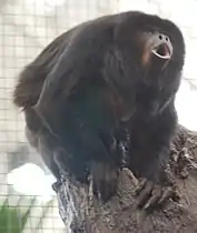 Alouatta caraya ou singe hurleur