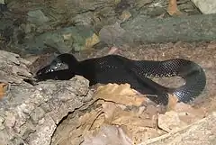 Description de l'image Black Kingsnake (Lampropeltis getula niger).jpg.