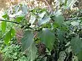 Solanum nigrum à Alicante en Espagne.