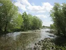 Vue d'une petite rivière bordée d'arbres.