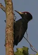 Vue d'un oiseau noir au long bec jaune agrippé sur le tronc vertical d'un arbre.