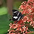 Black and white Helen (Papilio nephelus sunatus ?)