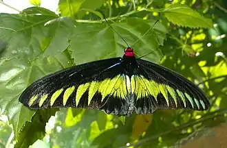 papillon aux ailes jaunes et noires, tête rouge