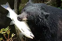  Ours noir avec un saumon