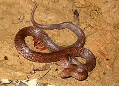 Description de l'image Black cross-barred Kukri snake Oligodon cinereus.jpg.