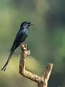 Individu aperçu à Iritty, Kerala, Inde