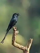 Drongo royal