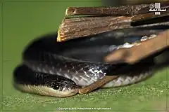 Description de l'image Black krait (Bungarus niger).jpg.