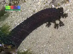 Les tentacules buccaux allongés et brun sombre sont typiques.