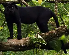 Une panthère noire au parc national de Nagarhole, en Inde.