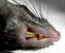 gros plan sur le bouche d'un rat