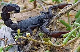 Description de l'image Black scorpion.jpg.
