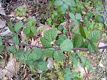 Plusieurs grands ronciers épineux et violets avec des feuilles vertes. Le sol est recouvert par des petites pierres, des herbes, des feuilles et de la végétation morte.