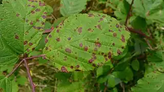 Face supérieure de la feuille de ronce en fin d'été. La rouille de ronce Phragmidium violaceum (en) induit une réaction de défense contre le parasite.