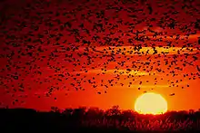Coucher de soleil avec vol d'oiseaux serrés