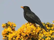 Petit oiseau noir au bec jaune-orangé, sur un buisson aux fleurs jaunes.