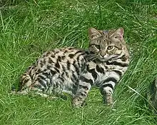 Un Chat à pied noirs au zoo de Wuppertal en Allemagne.