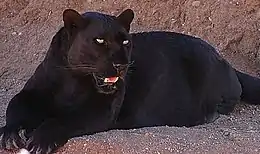 Léopard noir, plus souvent appelé Panthère noire.