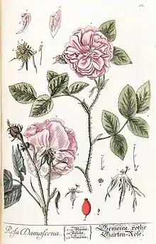 Illustration botanique (gravure coloriée) de la Rose de Damas