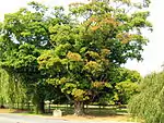 Blair Sugar Maple Tree
