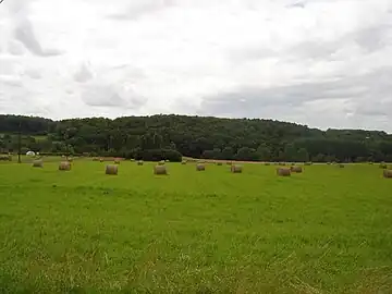 Un champ d'herbe fraîche à proximité de Mérigny en 2008.