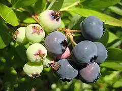 Vaccinium corymbosum