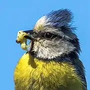 Image d'une mésange tenant une chenille dans le bec sur fond bleu.