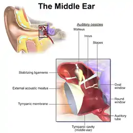 L'oreille moyenne, extrémité de la trompe d'Eustache (Auditory tube).