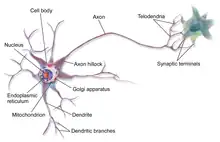 Neurone avec plusieurs dendrite et un seul axone