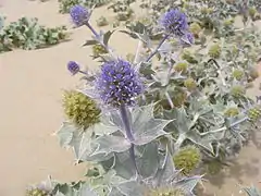 Plante aux feuilles piquantes, aux inflorescences bleu violet, sur un sol sableux.