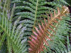 Blechnum brasiliense